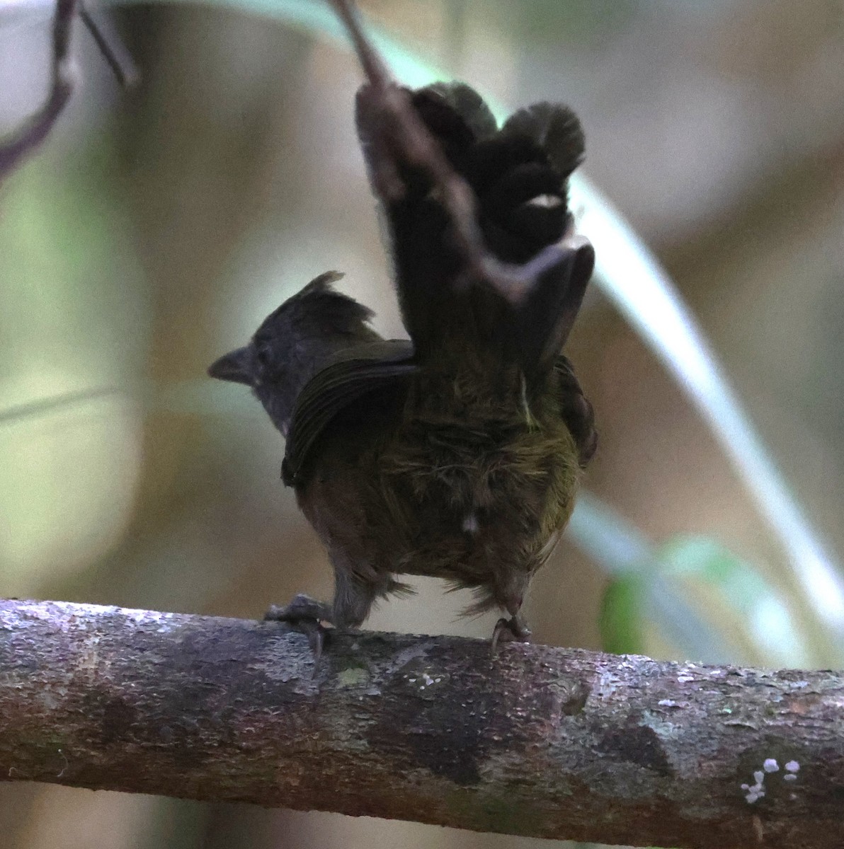 Eastern Whipbird - ML645248534