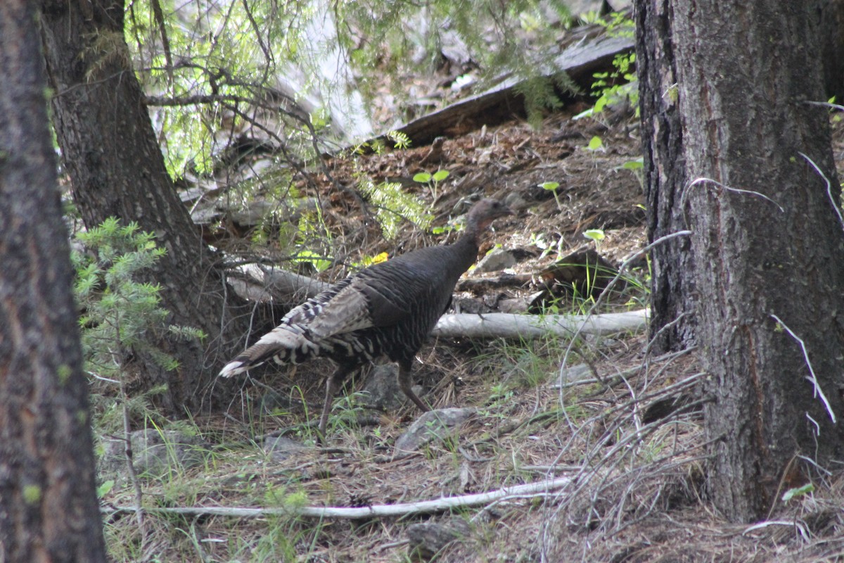 Wild Turkey - ML645248554