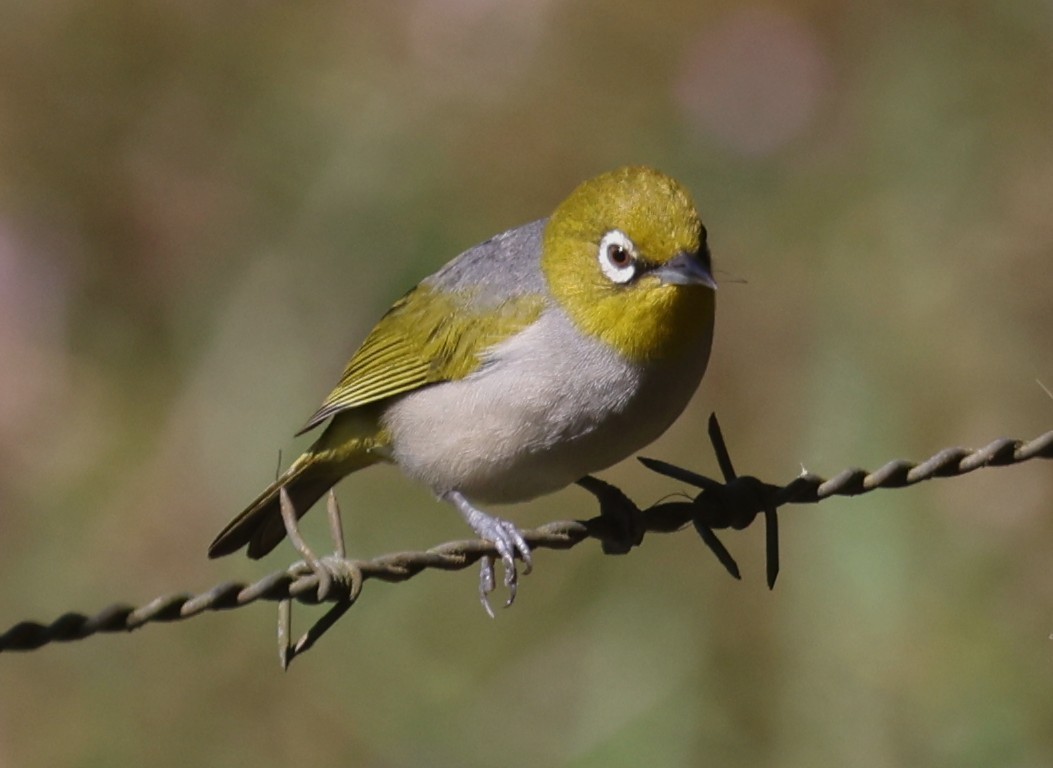 Silvereye - ML645248558