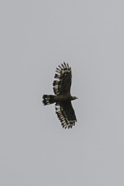 Oriental Honey-buzzard - ML645248570