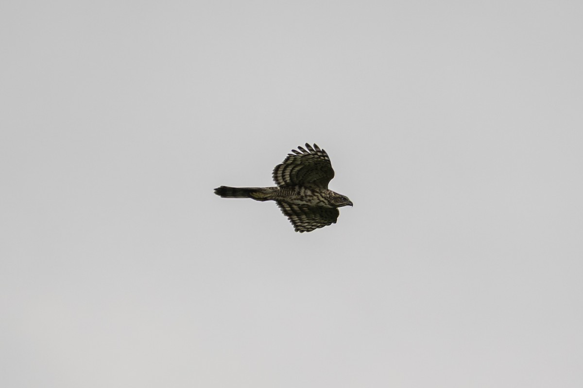 Crested Goshawk - ML645248571