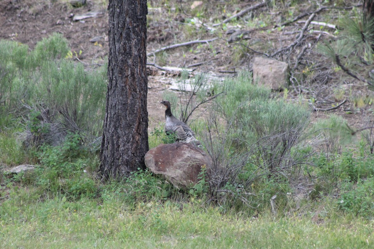 Wild Turkey - ML645248576