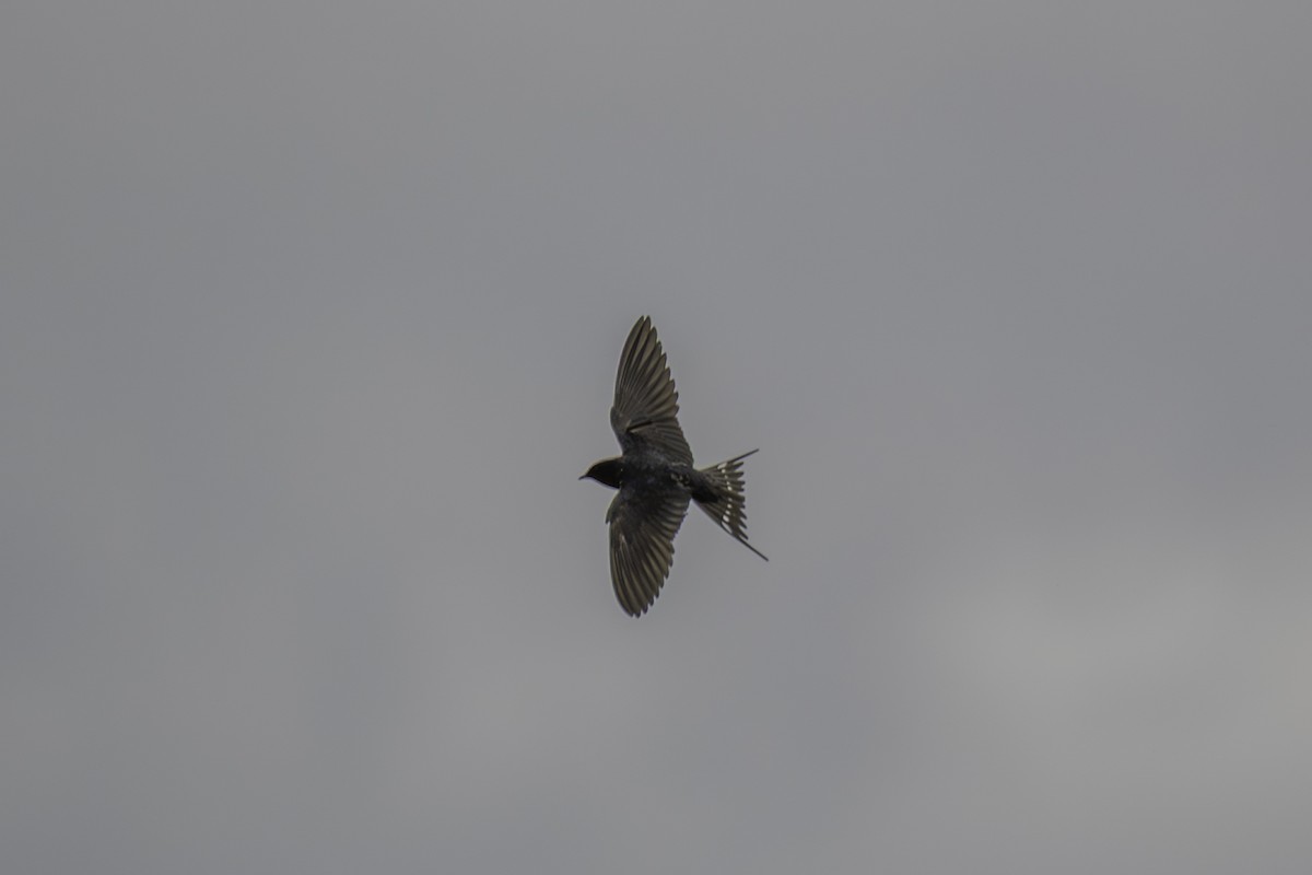 vlaštovka obecná - ML645248578