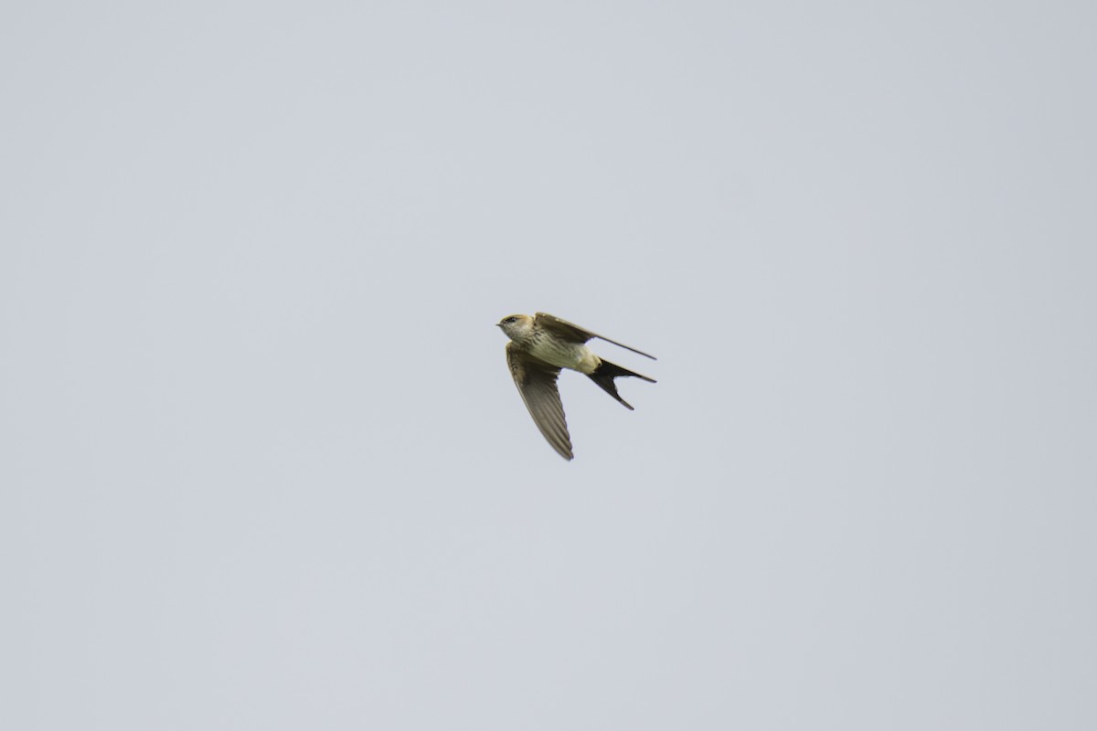 Eastern Red-rumped Swallow - ML645248579