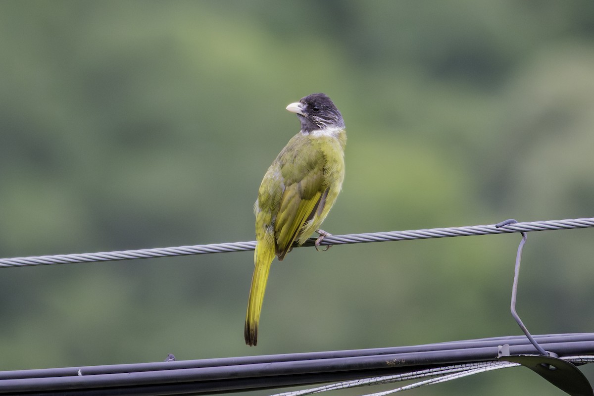 Collared Finchbill - ML645248583