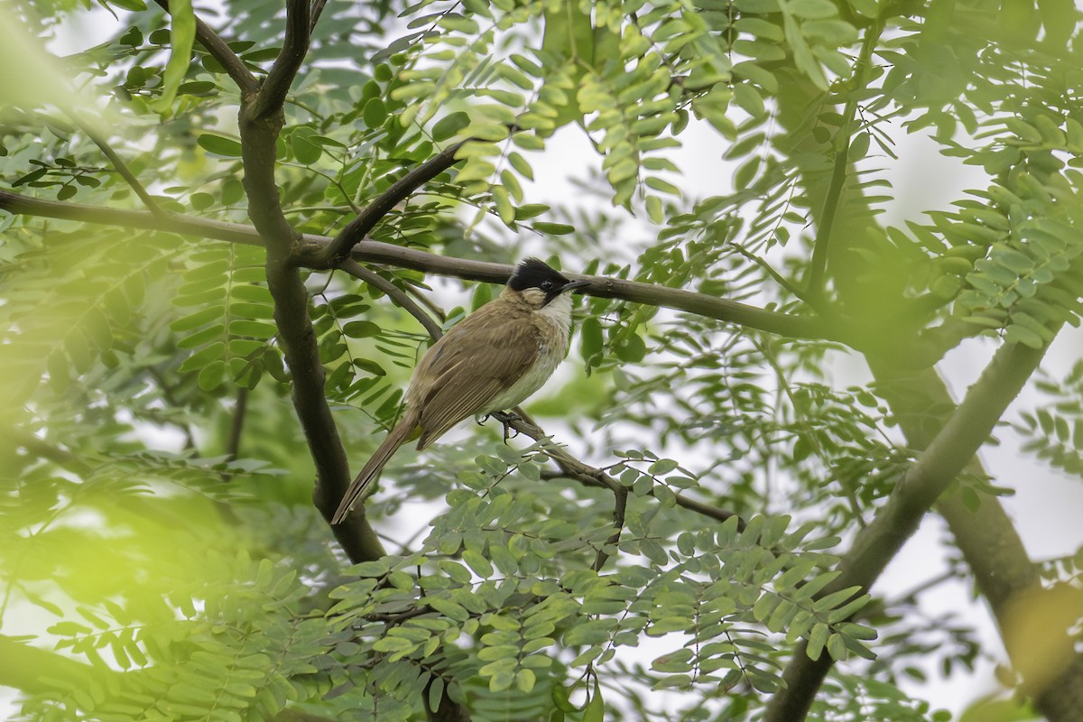 Brown-breasted Bulbul - ML645248587