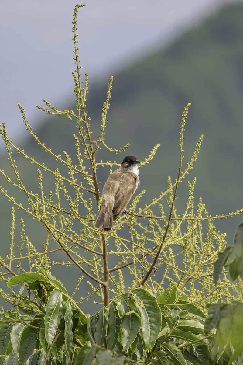 Brown-breasted Bulbul - ML645248588