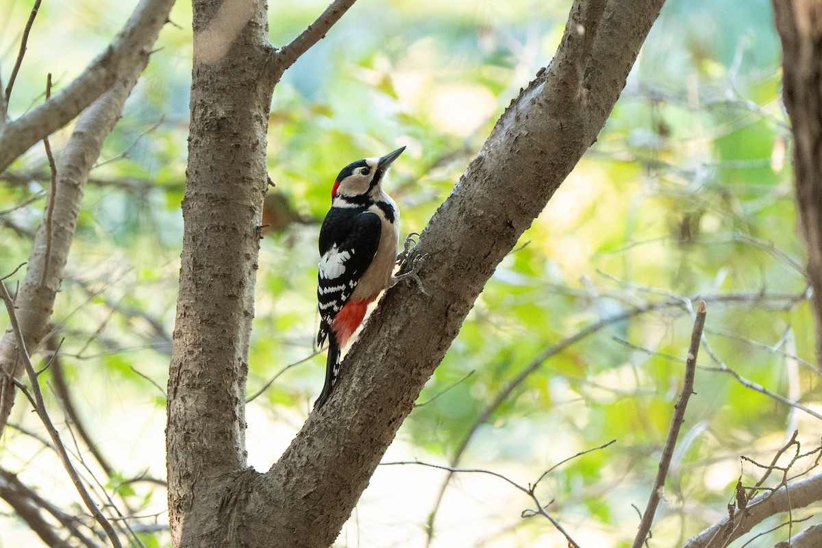 Большой пёстрый дятел - ML645248592