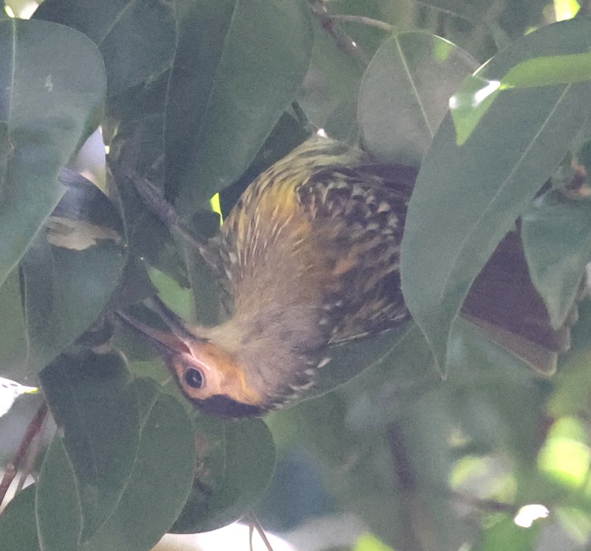 Macleay's Honeyeater - ML645248593