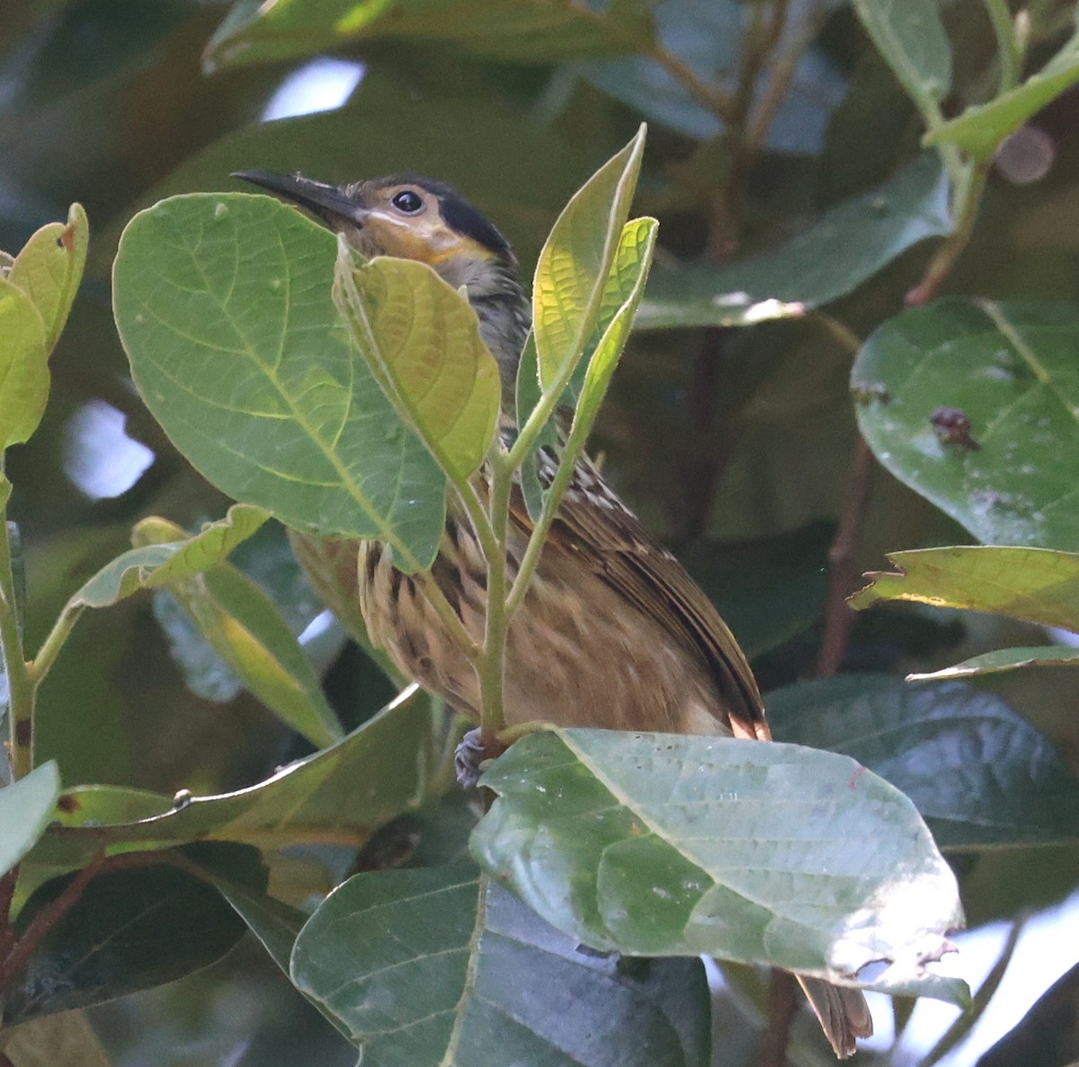 Macleay's Honeyeater - ML645248594