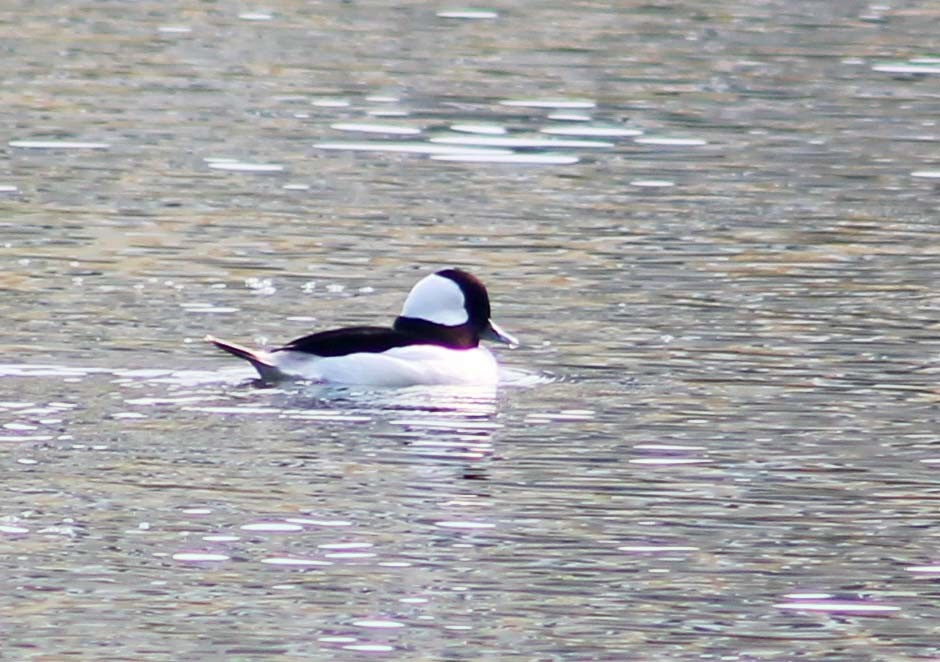 Гоголь-головастик - ML645248604