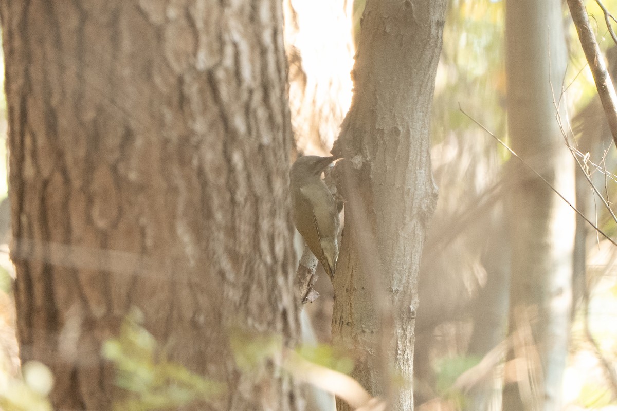 Pic cendré (canus/jessoensis) - ML645248606