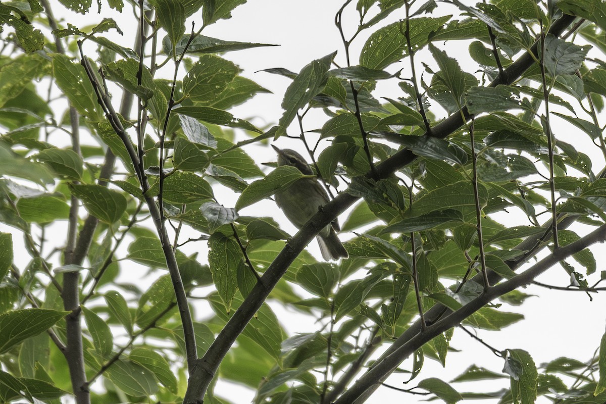 Large-billed Leaf Warbler - ML645248611