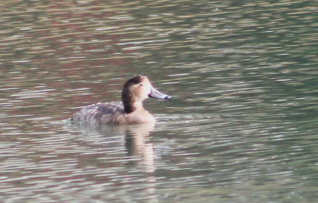 Redhead - ML645248613