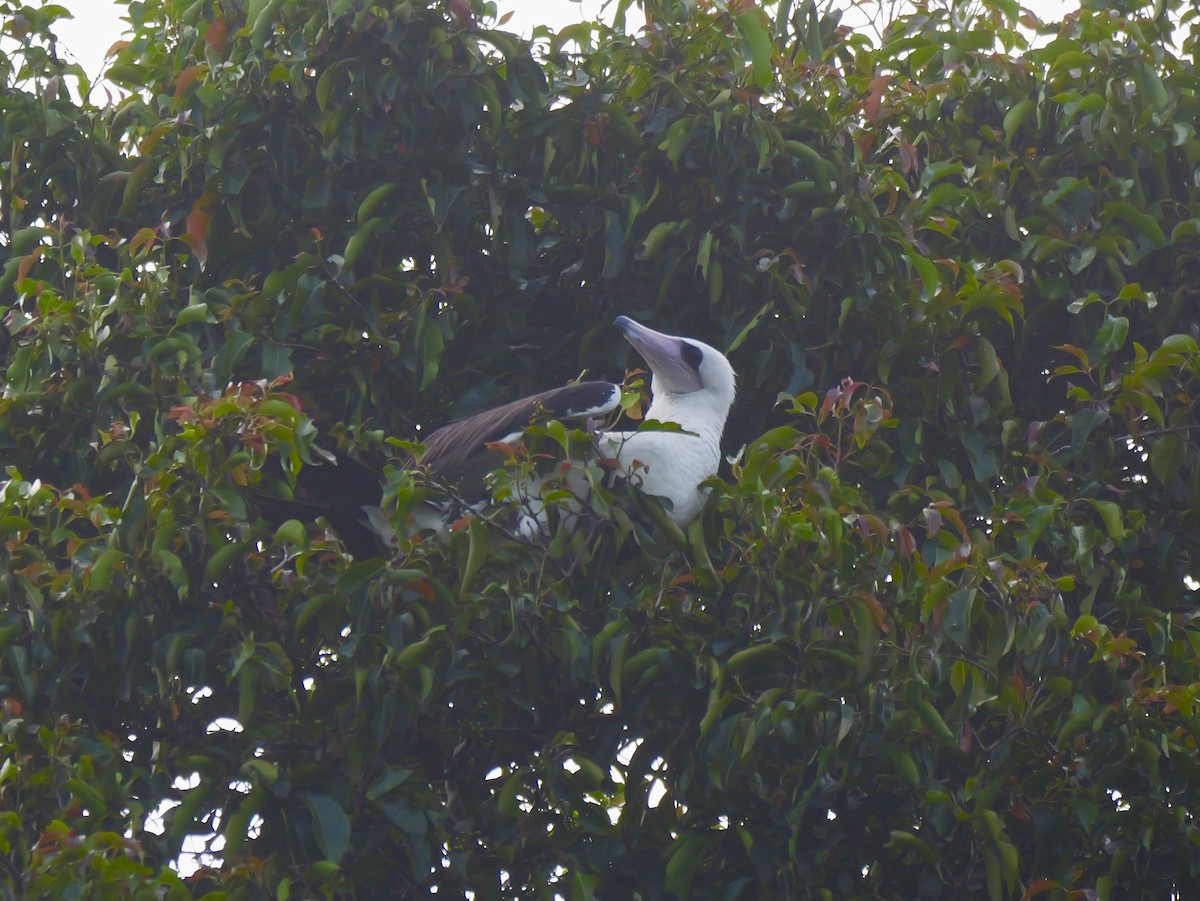 Abbott's Booby - ML645248627