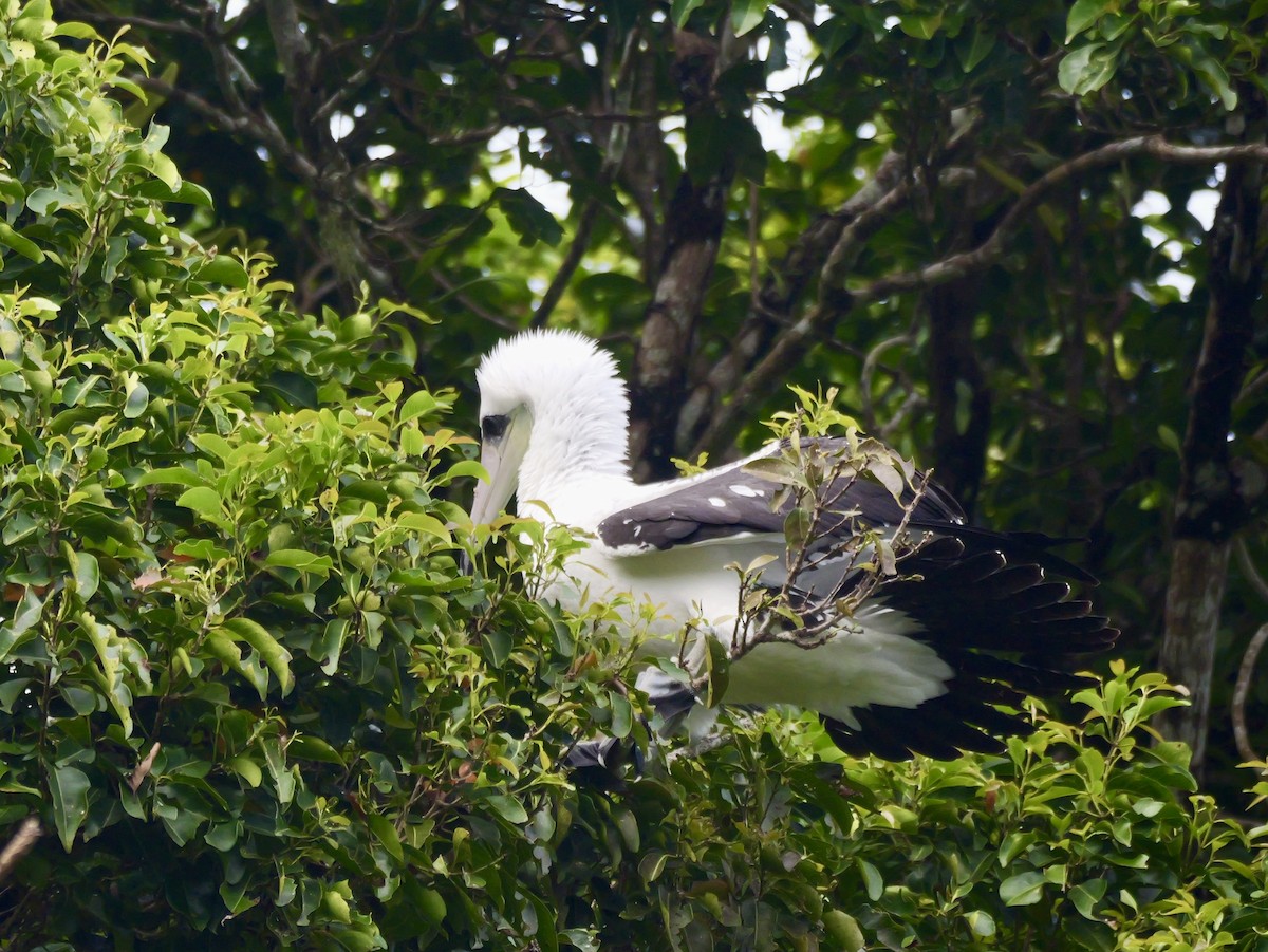 Abbott's Booby - ML645248628