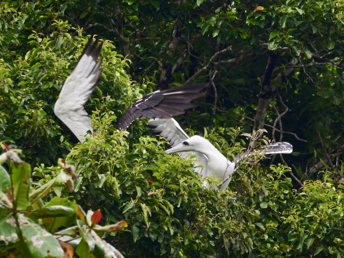 Abbott's Booby - ML645248629