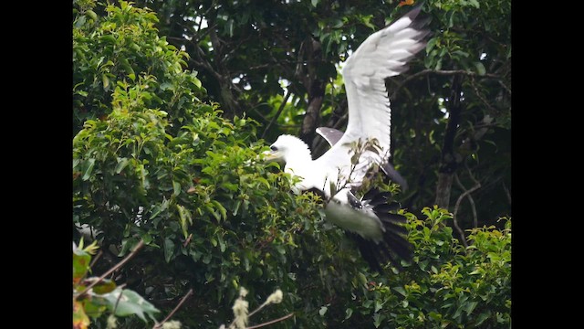 Abbott's Booby - ML645248630