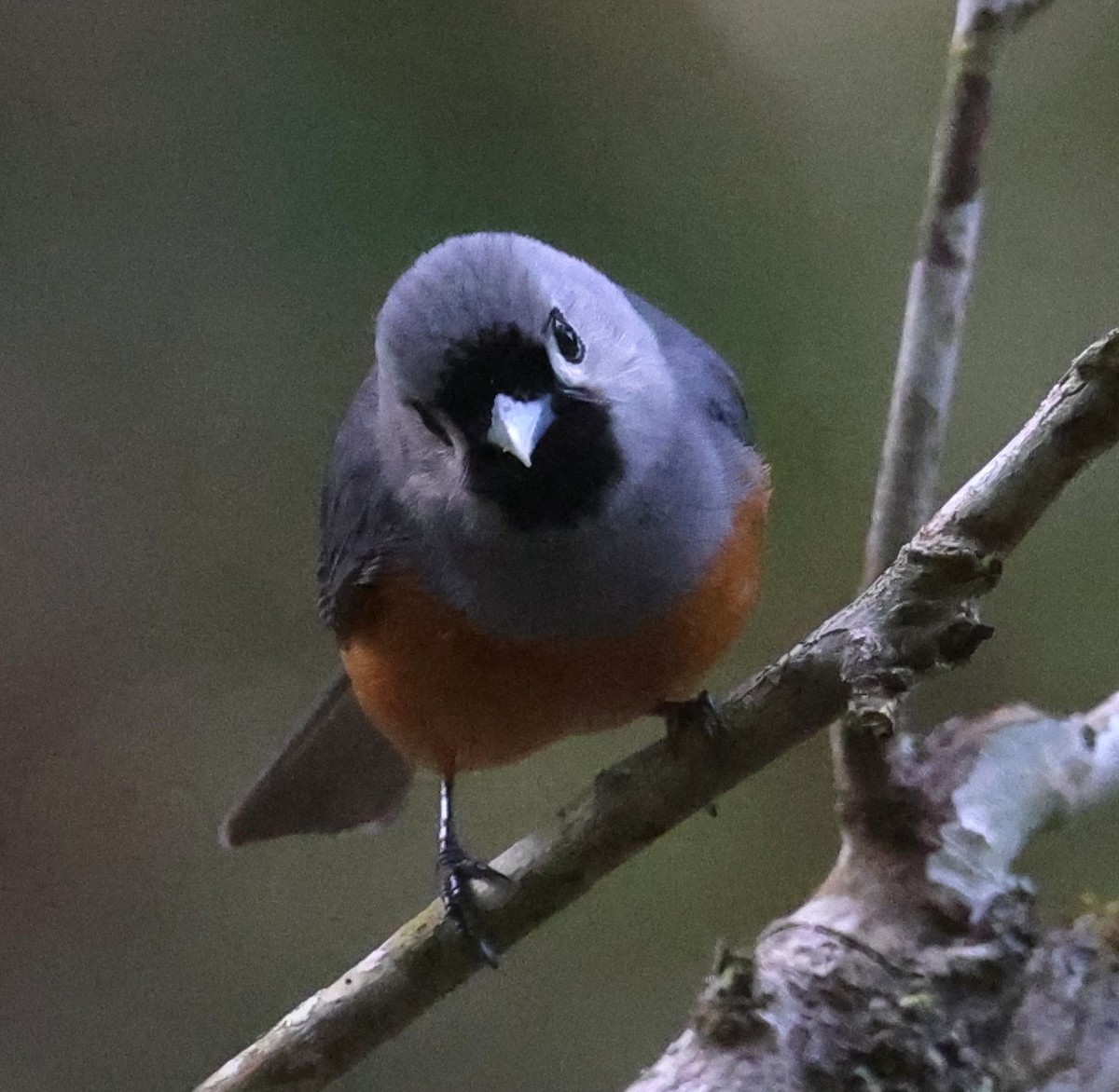 Black-faced Monarch - ML645248641