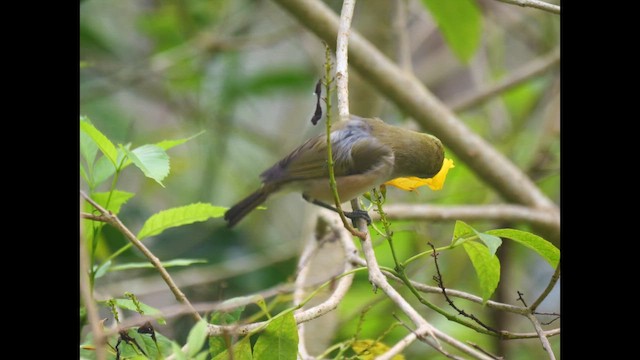 Christmas Island White-eye - ML645248648