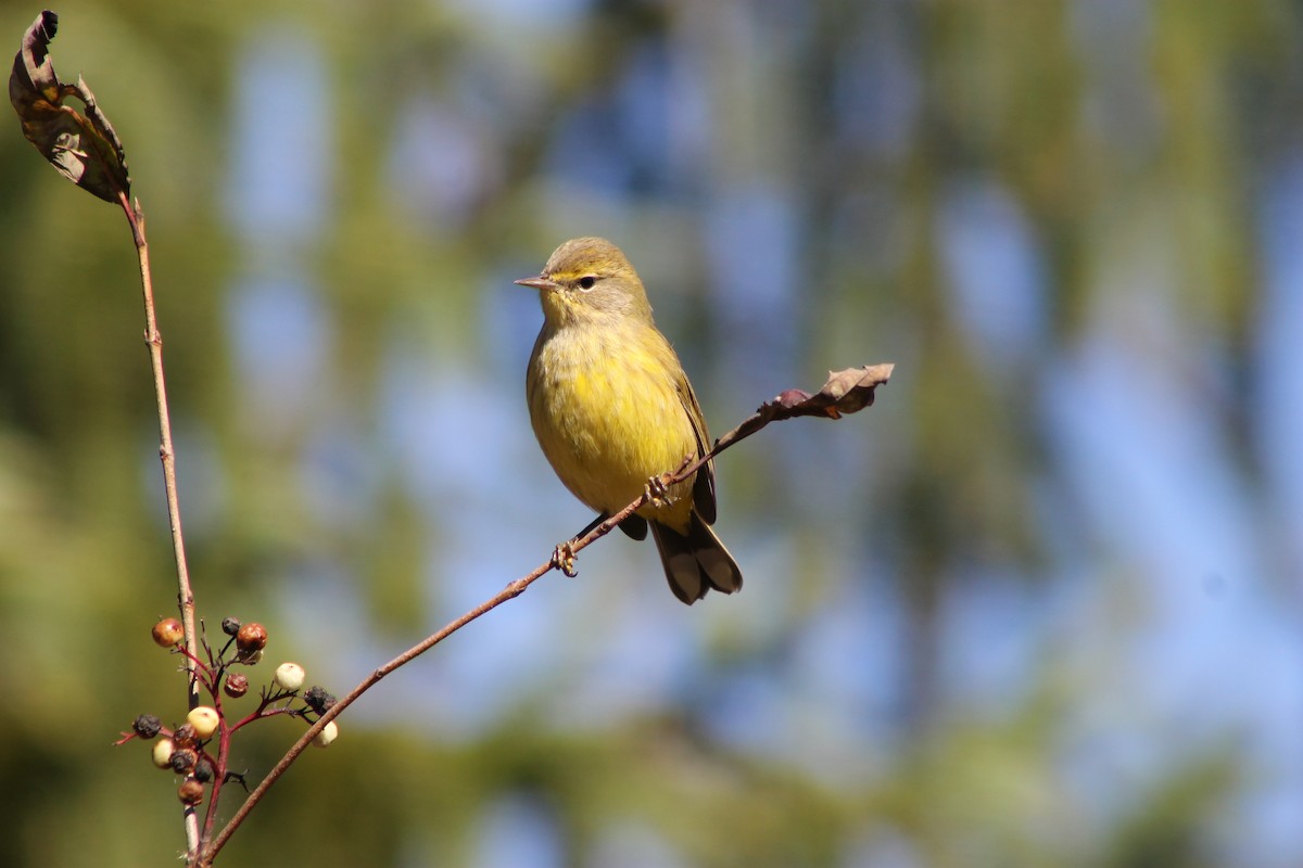 Palm Warbler - ML645248650