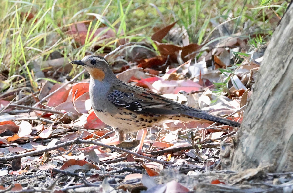 Spotted Quail-thrush - ML645248651