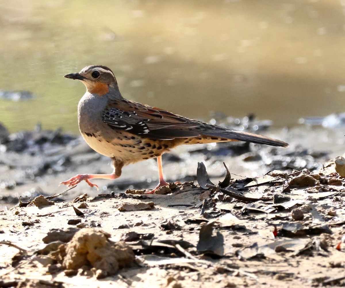 Spotted Quail-thrush - ML645248662