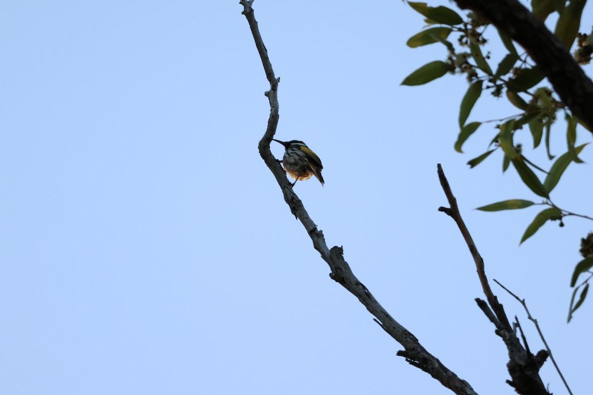 White-cheeked Honeyeater - ML645248673