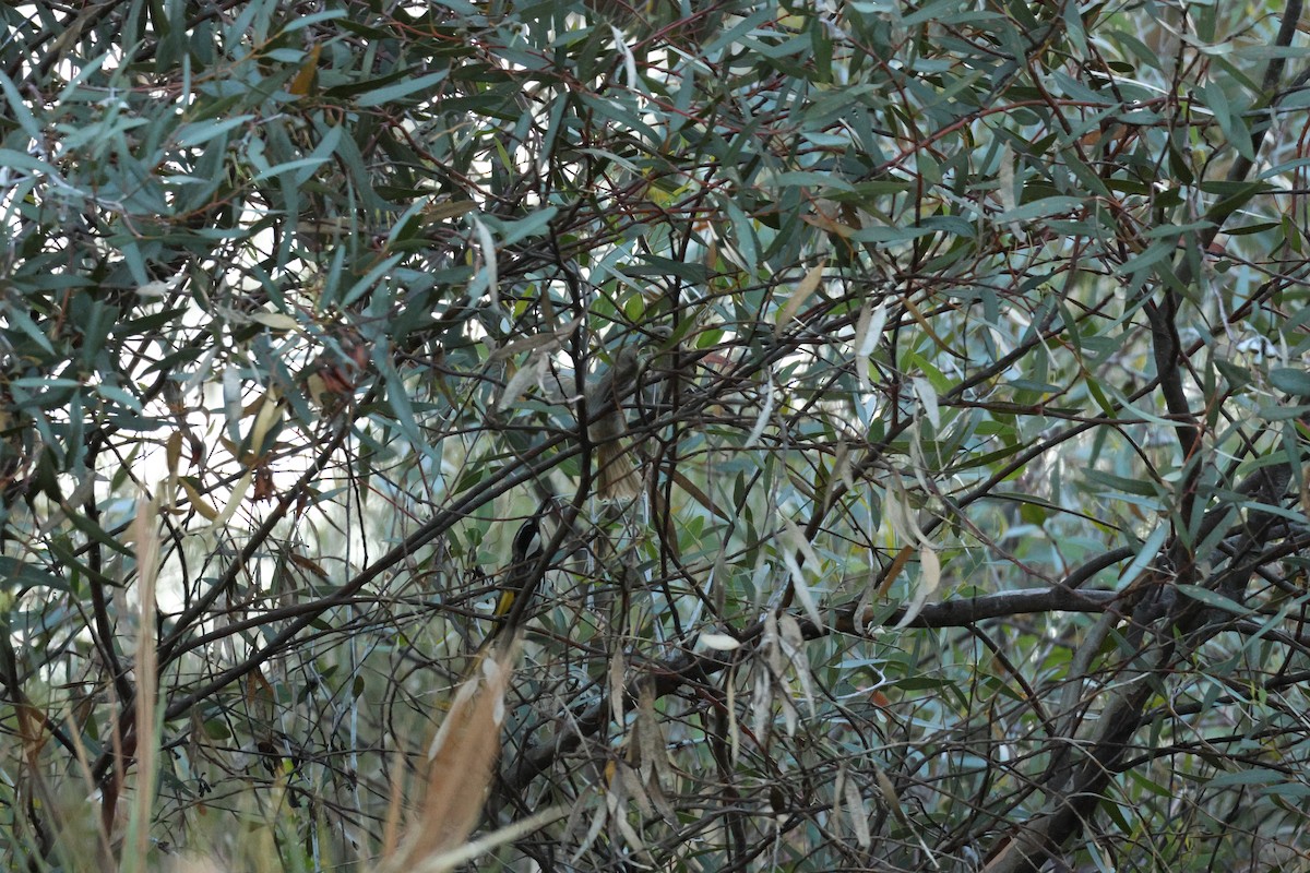 White-cheeked Honeyeater - ML645248674
