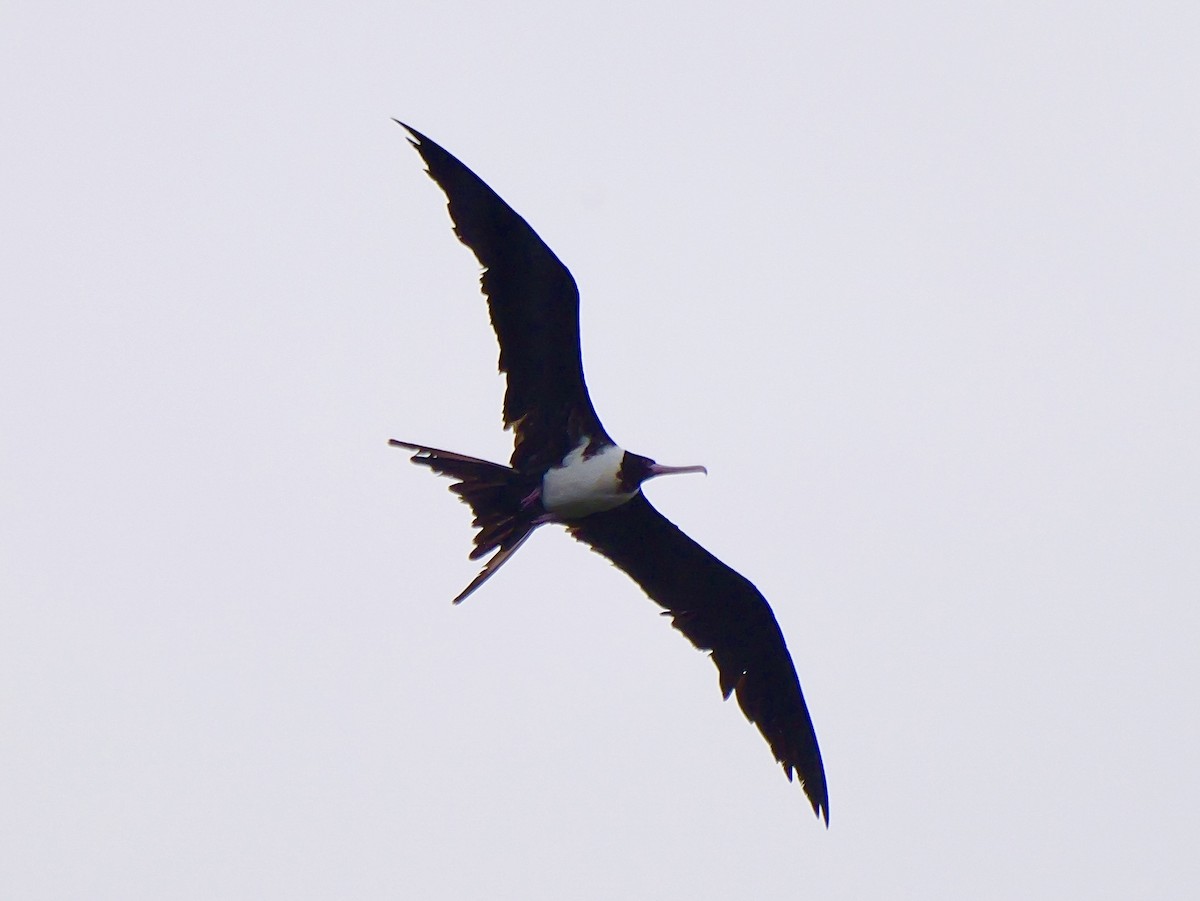 Christmas Island Frigatebird - ML645248677