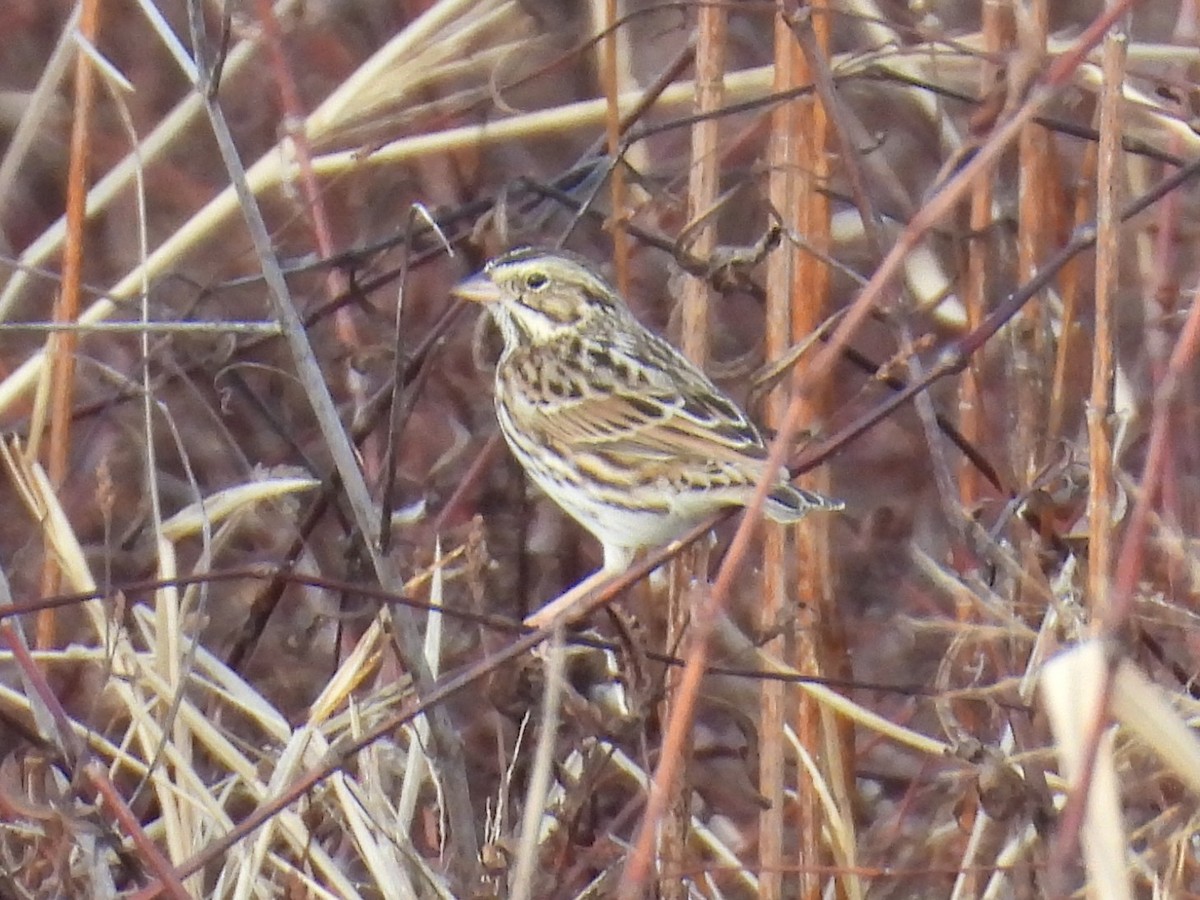 Пасовник савановий - ML645248679