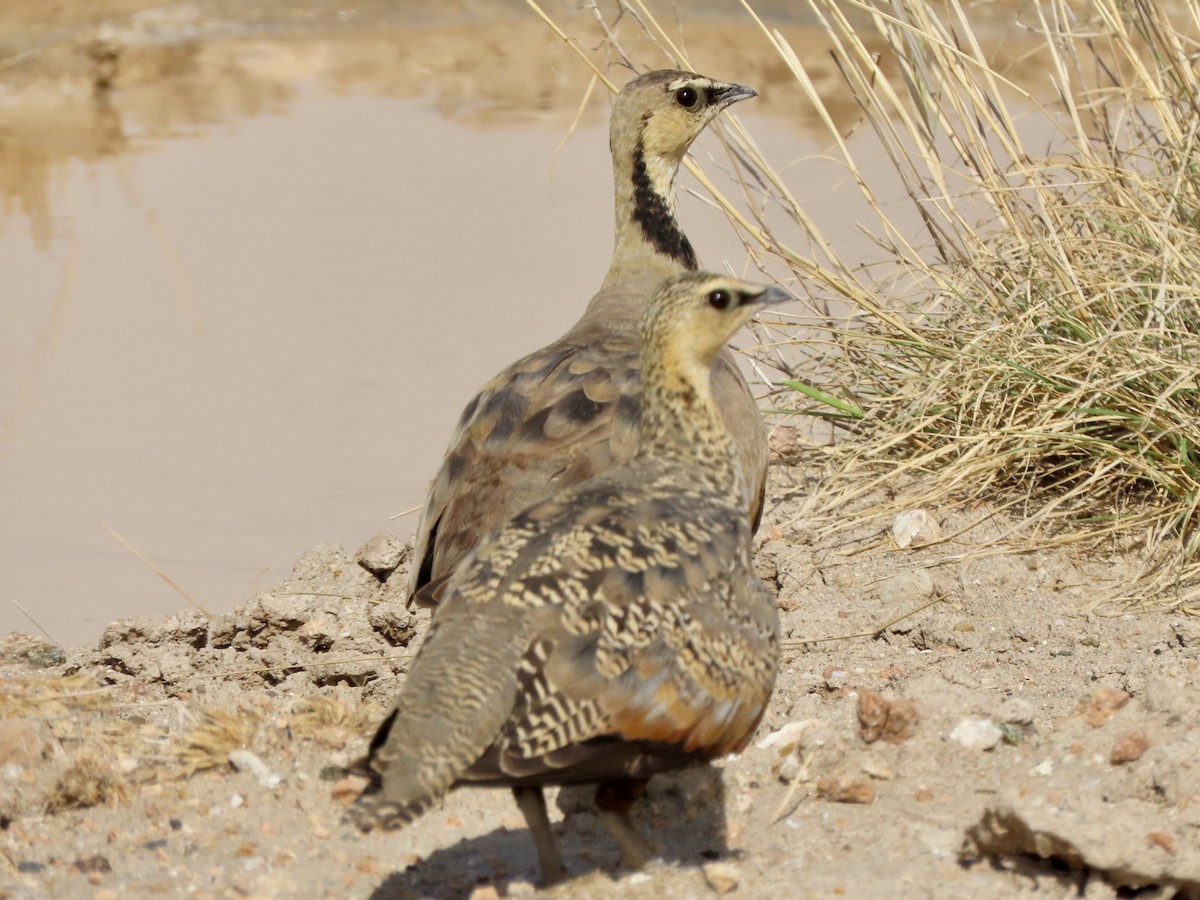 Рябок жовтогорлий - ML645248680