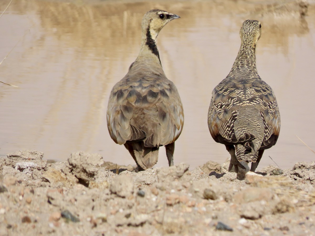 Рябок жовтогорлий - ML645248682