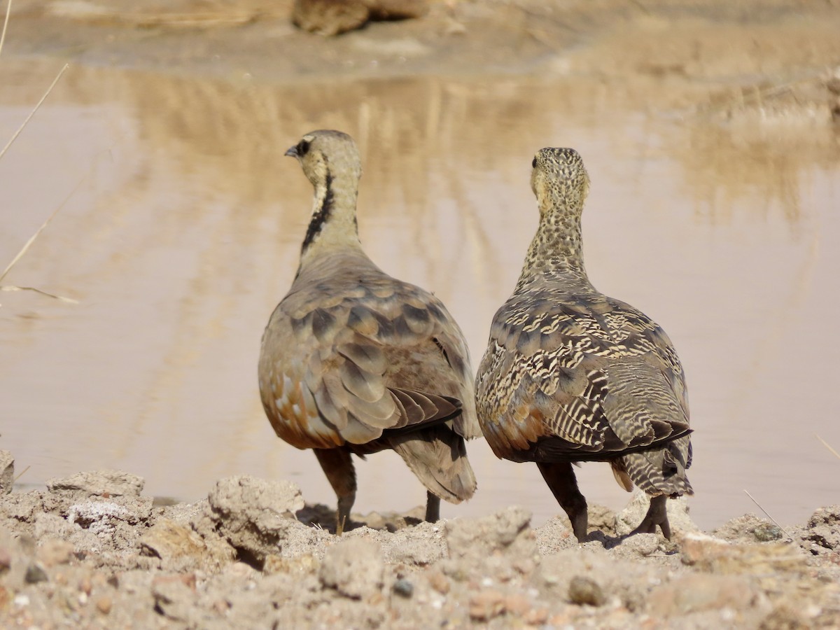 Рябок жовтогорлий - ML645248683