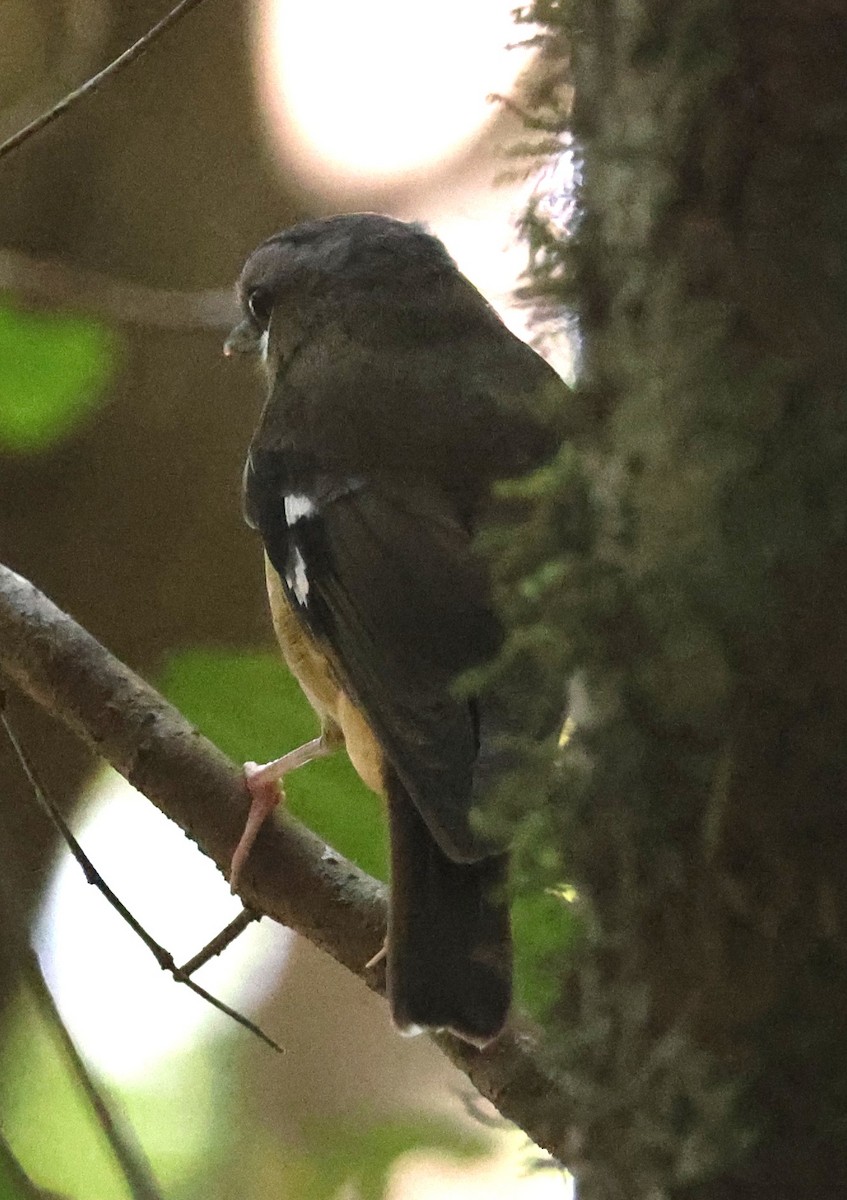 Gray-headed Robin - ML645248698