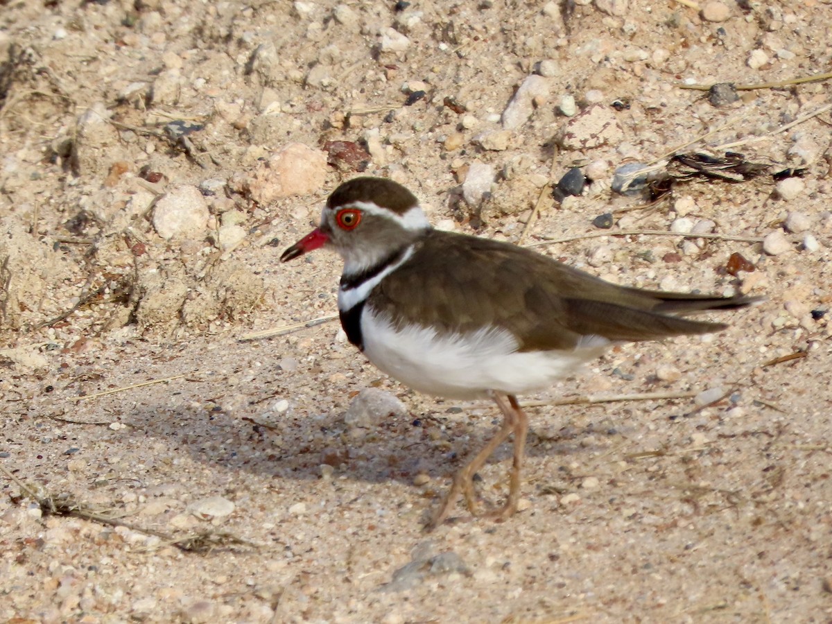 Three-banded Plover - ML645248699