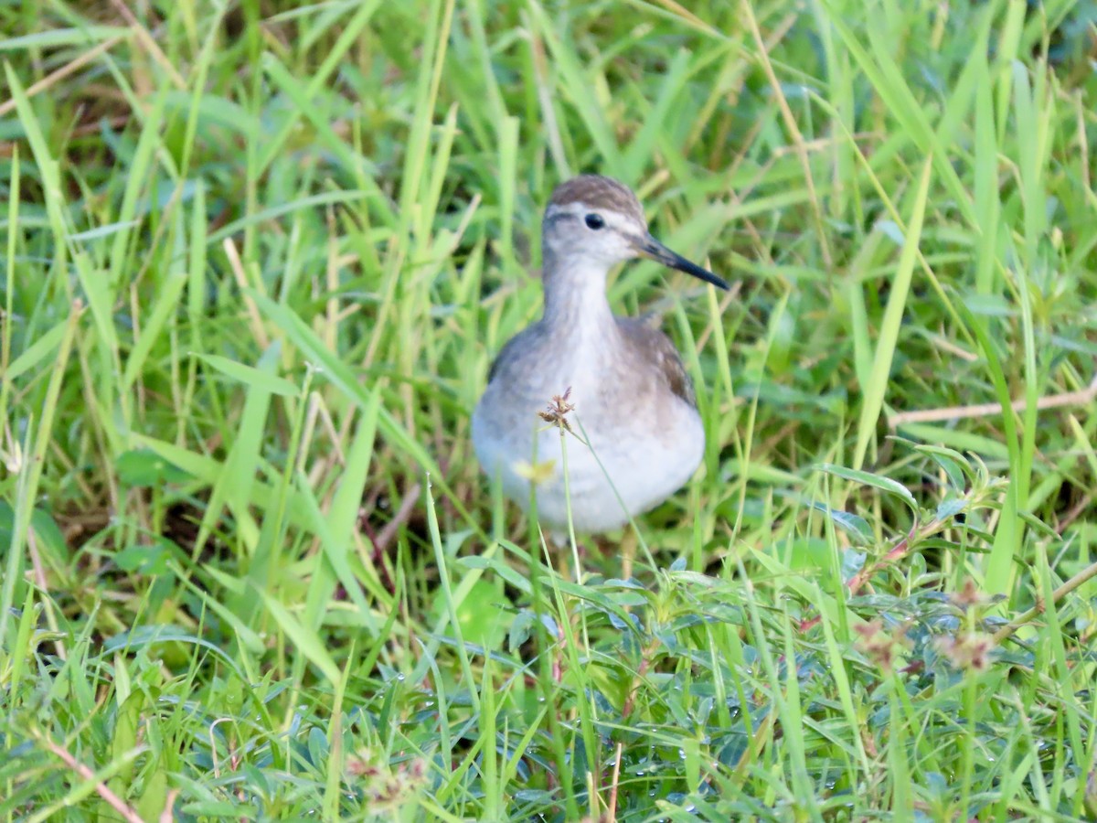 タカブシギ - ML645248705