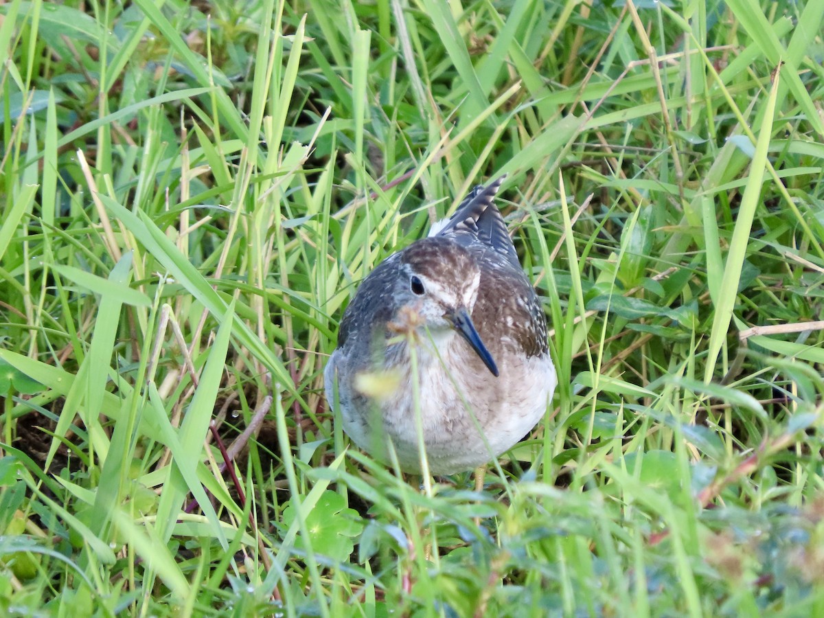 Большой улит - ML645248706