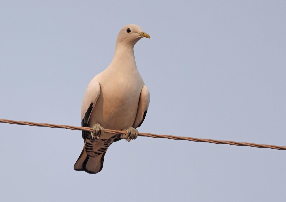 Carpophage argenté - ML645248707