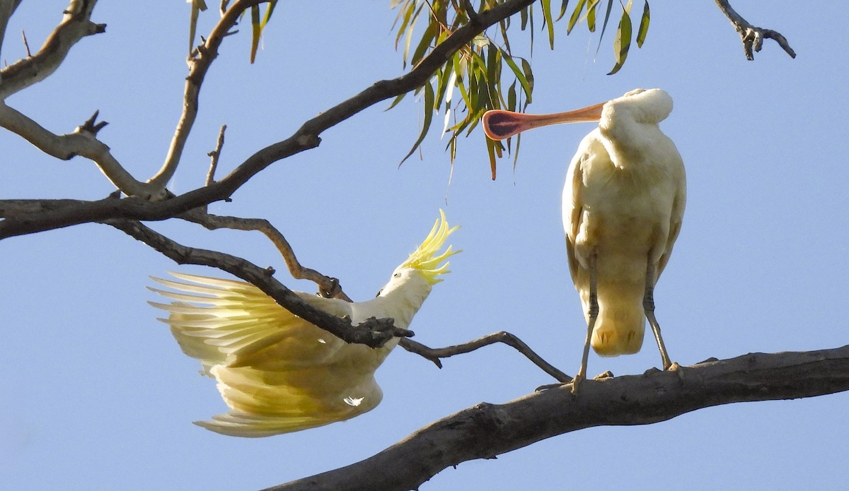 Желтоклювая колпица - ML645248711