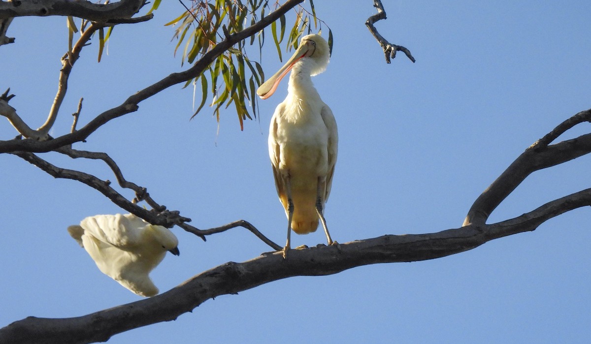 Желтоклювая колпица - ML645248712