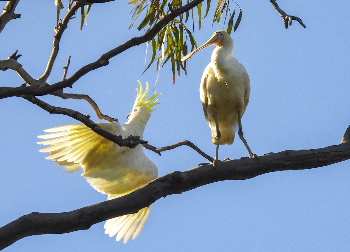 Желтоклювая колпица - ML645248713