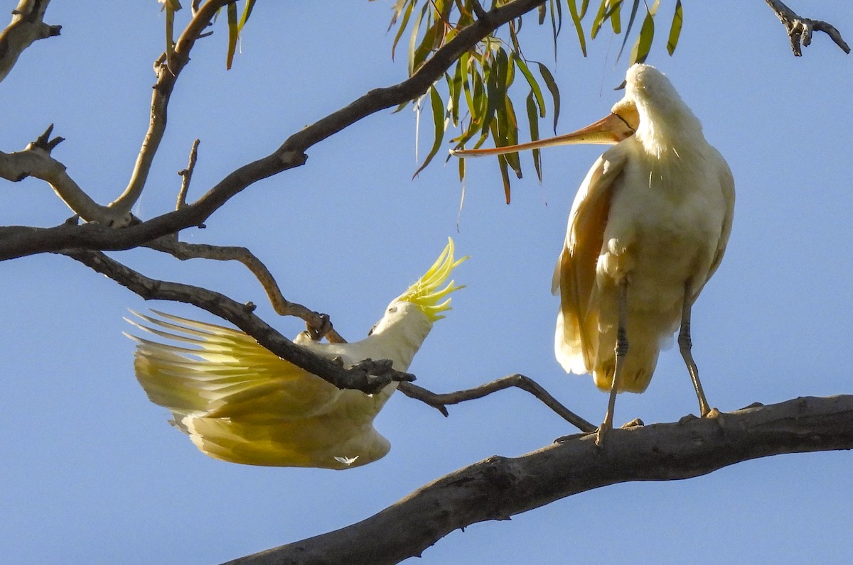 Желтоклювая колпица - ML645248714