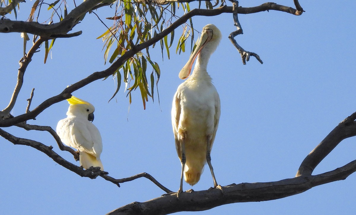 Желтоклювая колпица - ML645248715