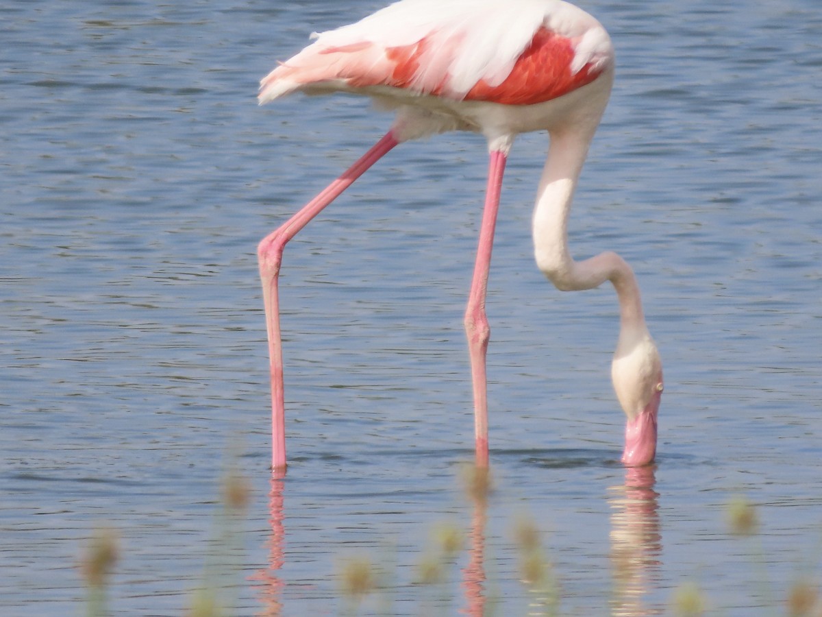 Розовый фламинго - ML645248718