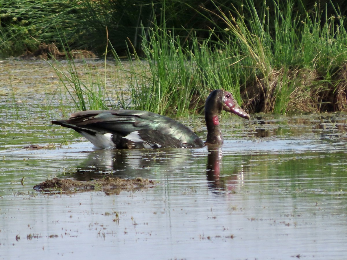 Африканский седлоклюв - ML645248735