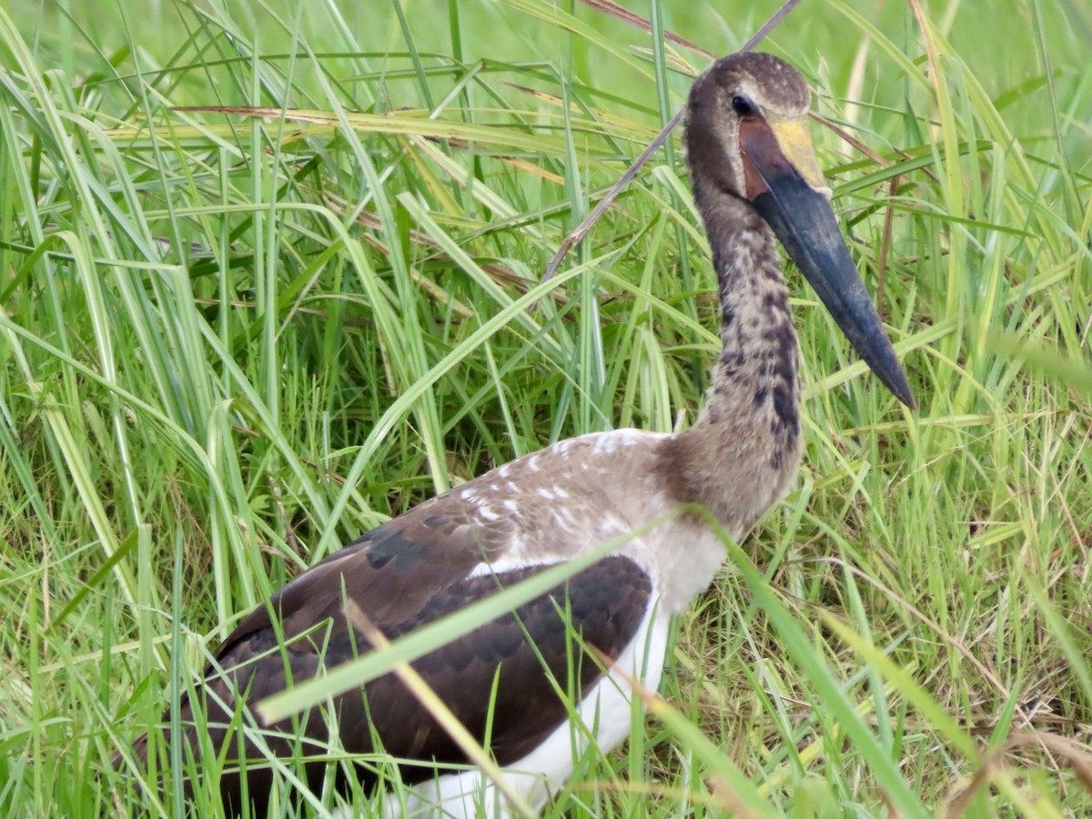 Африканский седлоклюв - ML645248736