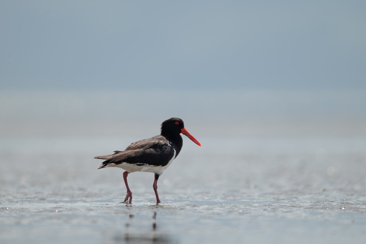 Длинноклювый кулик-сорока - ML645248737