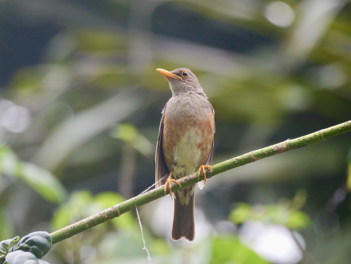 Christmas Island-Thrush - ML645248738