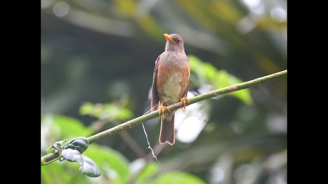 Christmas Island-Thrush - ML645248739